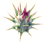 Caper's Photo