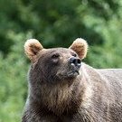 a_bear
