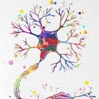Neurite